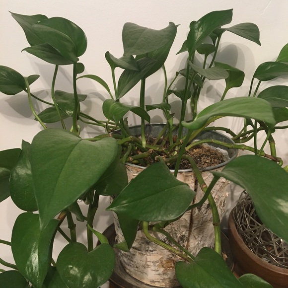 GOLDEN POTHOS - Picture 2 of 2